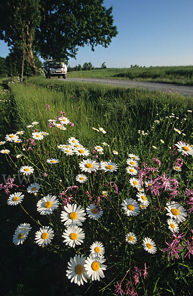 Margerite (Leucanthemum vulgare)