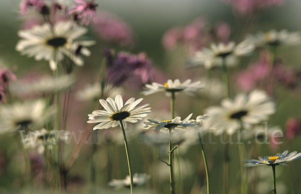 Margerite (Leucanthemum vulgare)