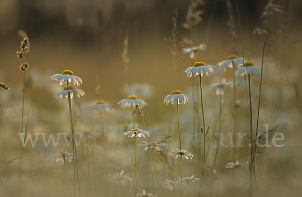 Margerite (Leucanthemum vulgare)