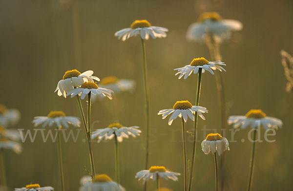 Margerite (Leucanthemum vulgare)