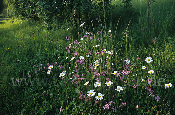 Margerite (Leucanthemum vulgare)