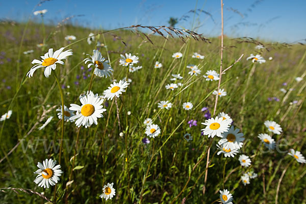 Margerite (Leucanthemum vulgare)