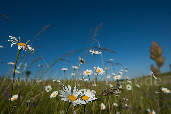 Margerite (Leucanthemum vulgare)