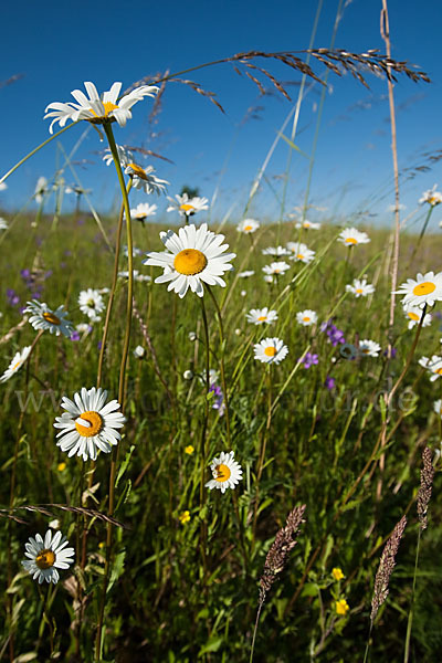 Margerite (Leucanthemum vulgare)