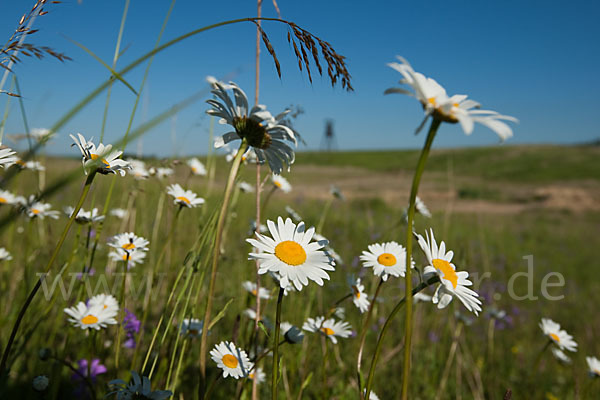 Margerite (Leucanthemum vulgare)