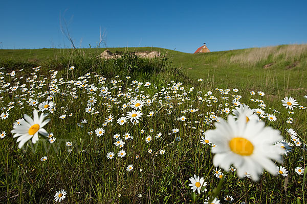 Margerite (Leucanthemum vulgare)