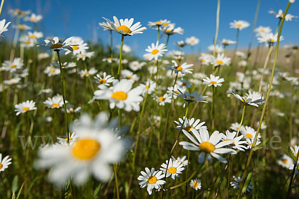 Margerite (Leucanthemum vulgare)