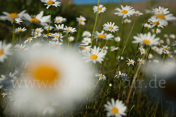 Margerite (Leucanthemum vulgare)