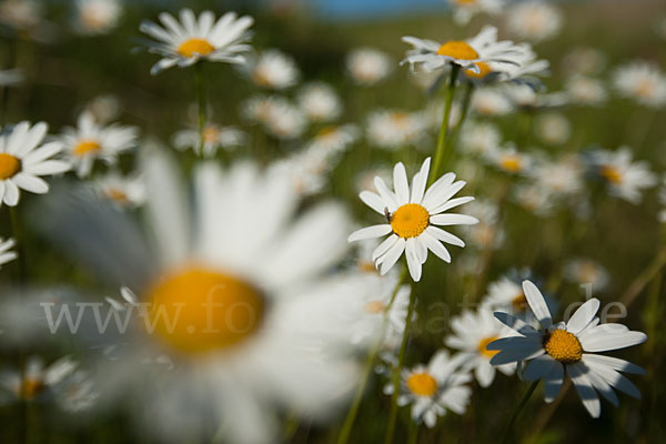 Margerite (Leucanthemum vulgare)