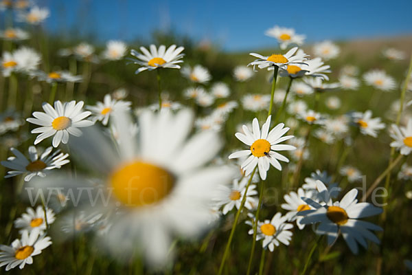 Margerite (Leucanthemum vulgare)