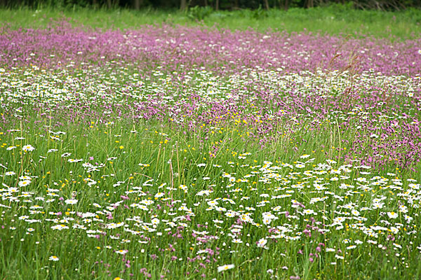 Margerite (Leucanthemum vulgare)