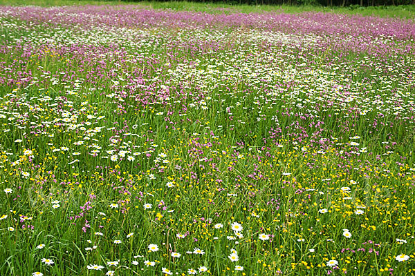 Margerite (Leucanthemum vulgare)