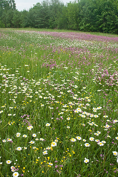 Margerite (Leucanthemum vulgare)