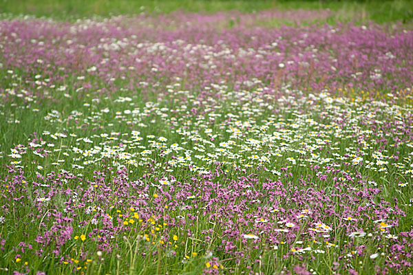 Margerite (Leucanthemum vulgare)