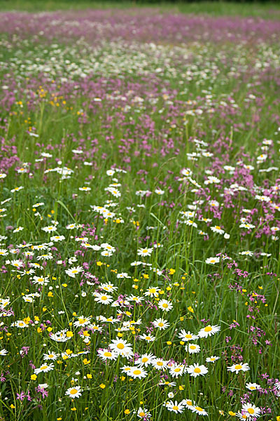 Margerite (Leucanthemum vulgare)