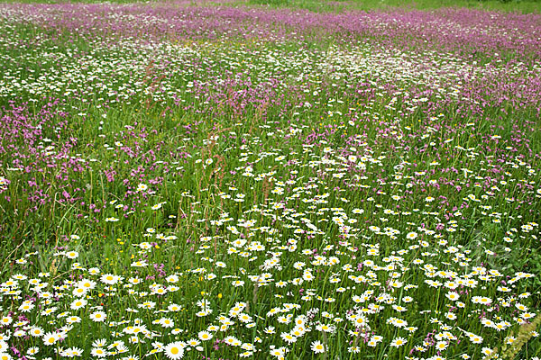 Margerite (Leucanthemum vulgare)