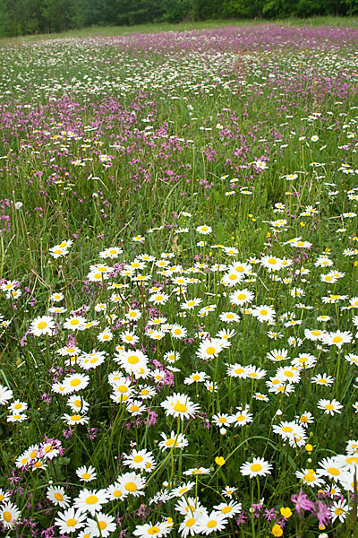 Margerite (Leucanthemum vulgare)