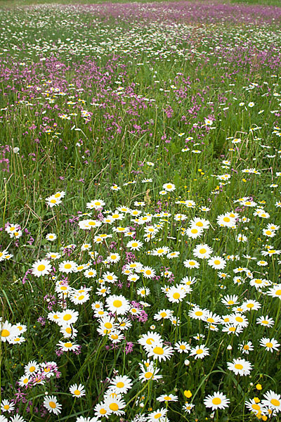 Margerite (Leucanthemum vulgare)