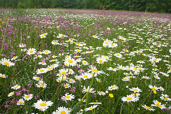 Margerite (Leucanthemum vulgare)