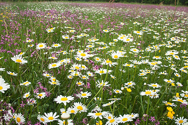 Margerite (Leucanthemum vulgare)