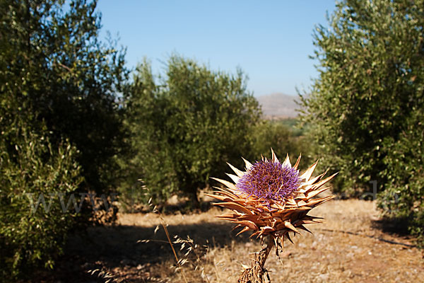 Mariendistel (Silybum marianum)