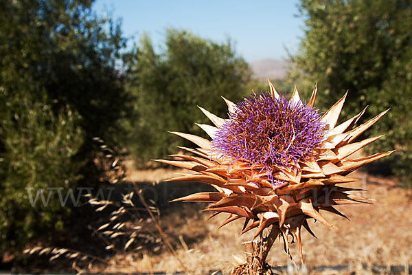 Mariendistel (Silybum marianum)