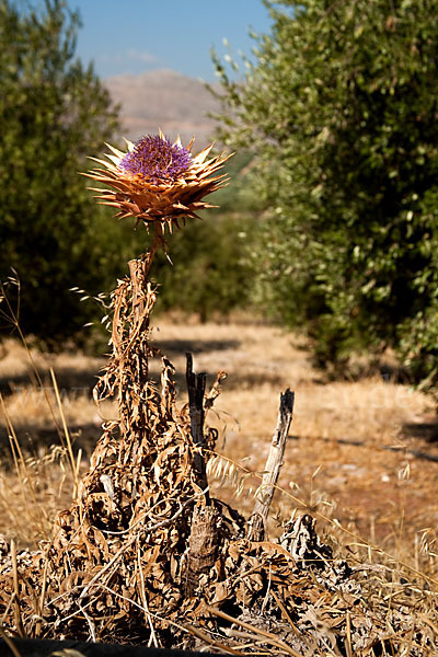 Mariendistel (Silybum marianum)