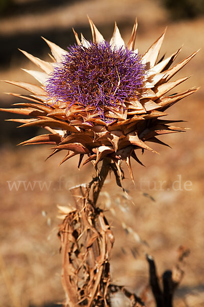 Mariendistel (Silybum marianum)