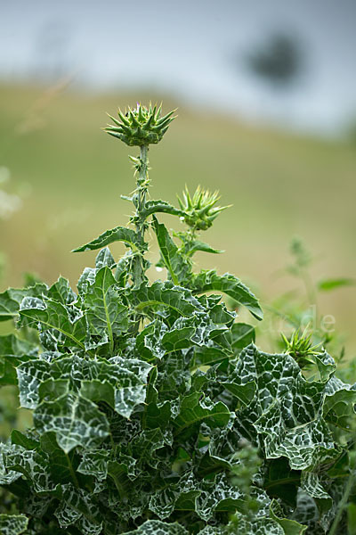 Mariendistel (Silybum marianum)