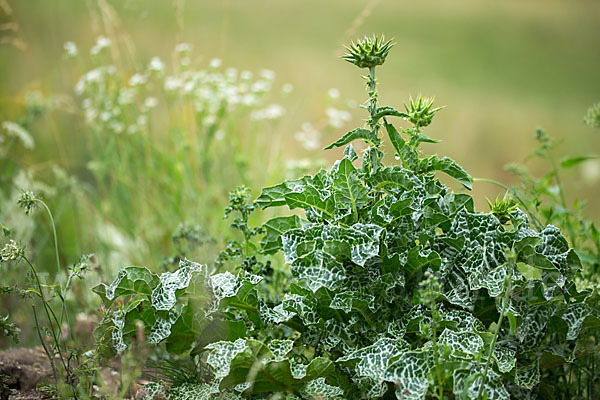 Mariendistel (Silybum marianum)