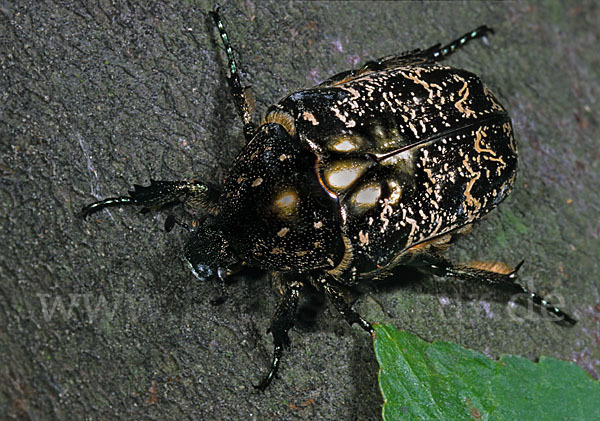 Marmorierter Rosenkäfer (Protaetia lugubris)