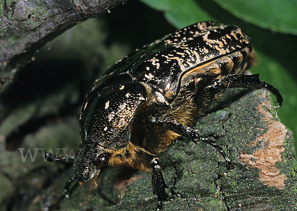 Marmorierter Rosenkäfer (Protaetia lugubris)