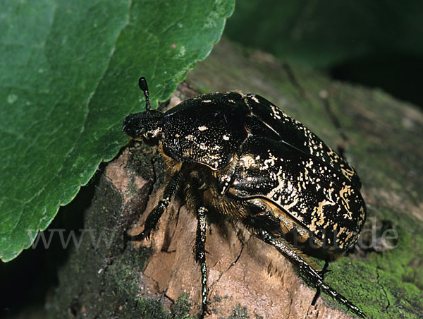 Marmorierter Rosenkäfer (Protaetia lugubris)