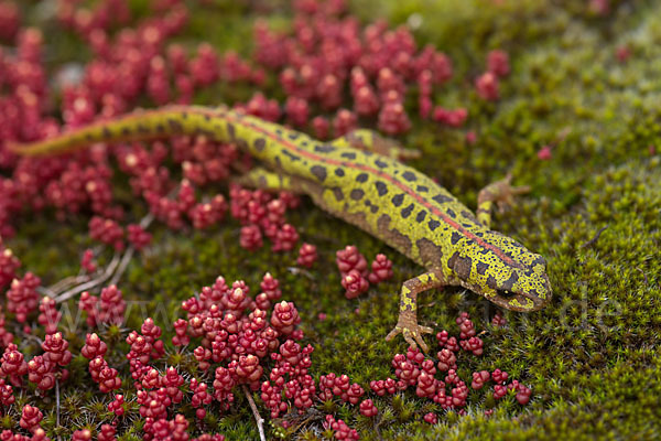 Marmormolch (Triturus marmoratus)