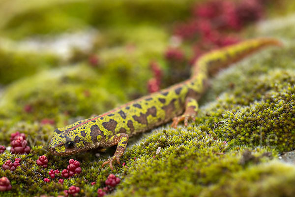 Marmormolch (Triturus marmoratus)