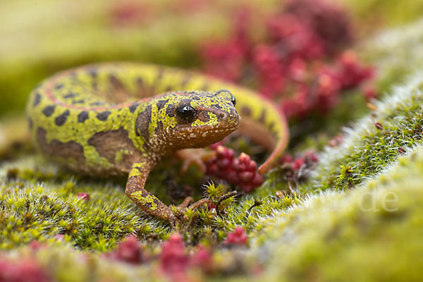 Marmormolch (Triturus marmoratus)