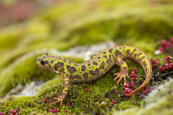 Marmormolch (Triturus marmoratus)