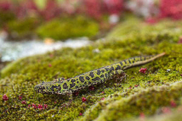 Marmormolch (Triturus marmoratus)