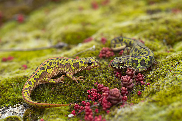 Marmormolch (Triturus marmoratus)