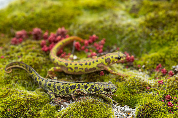 Marmormolch (Triturus marmoratus)