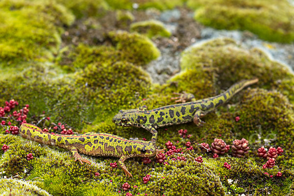 Marmormolch (Triturus marmoratus)