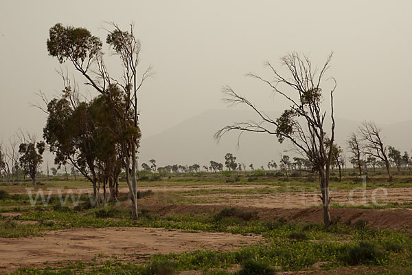 Marokko (Morocco)