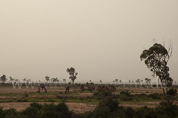 Marokko (Morocco)