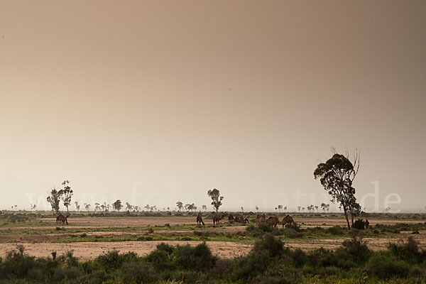 Marokko (Morocco)