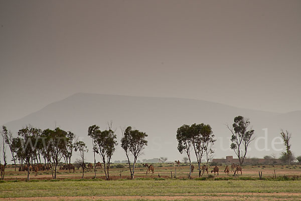 Marokko (Morocco)