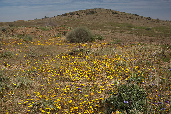 Marokko (Morocco)