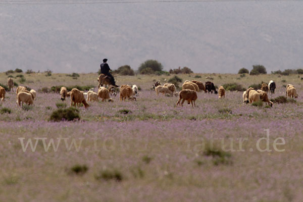 Marokko (Morocco)