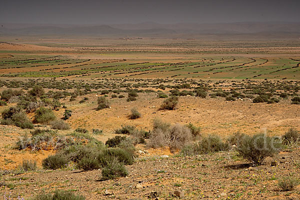 Marokko (Morocco)