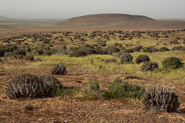 Marokko (Morocco)