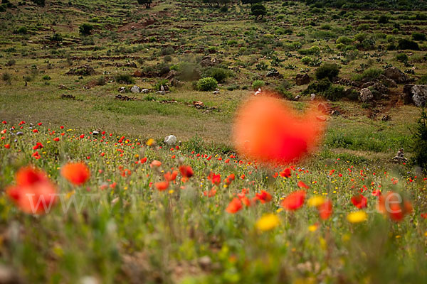 Marokko (Morocco)